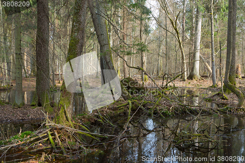 Image of Springtime wet mixed forest with standing water