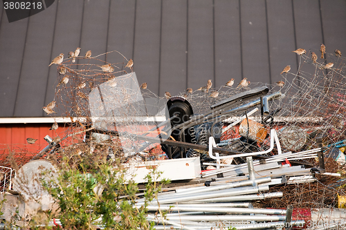 Image of sparrows on garbage heap