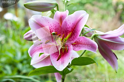 Image of Hemerocallis