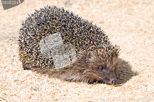 Image of hedgehog