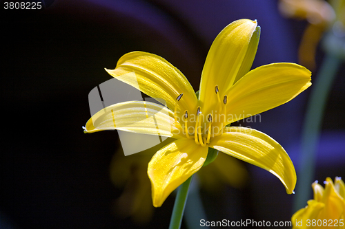 Image of Hemerocallis