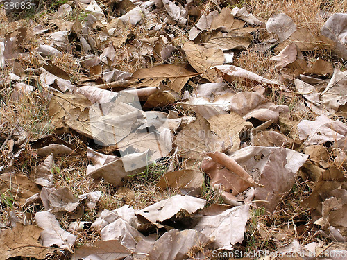 Image of Teak Leaves