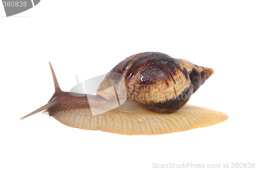 Image of snail