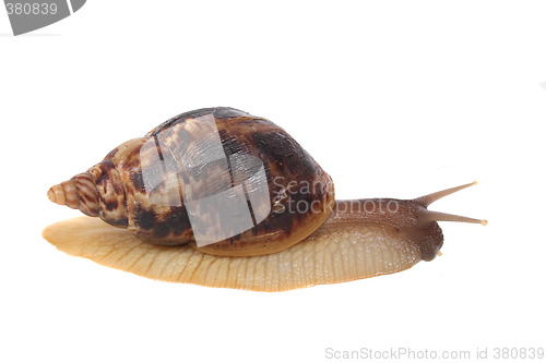 Image of snail