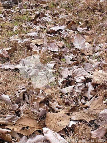 Image of Dead Teak Leaves