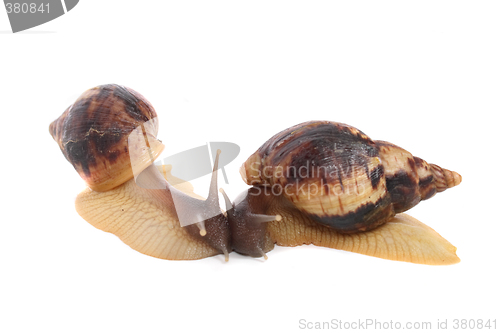 Image of snails