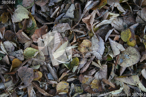 Image of autumn leafs