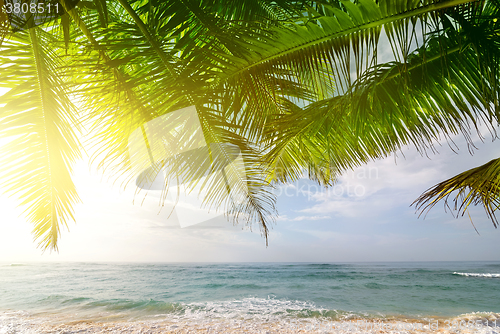 Image of Palms and ocean at sunrise