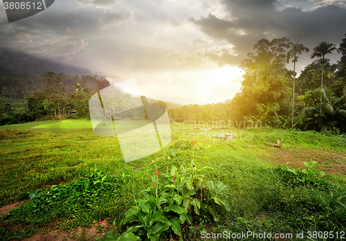 Image of Field in jungles