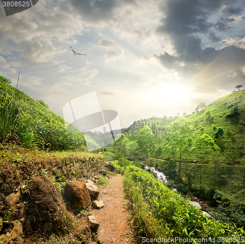 Image of Bird over tea fields