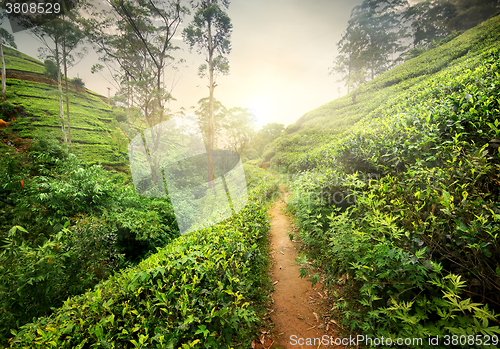 Image of Footpath in tea plantation