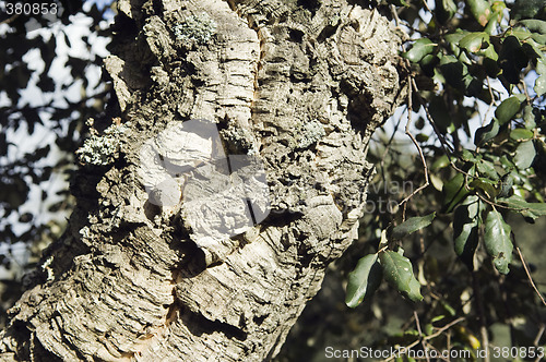 Image of Virgin cork tree bark detail (Quercus suber)