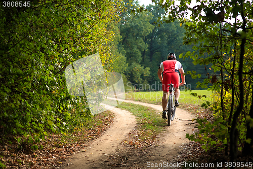 Image of Rider on Mountain Bicycle it the forest