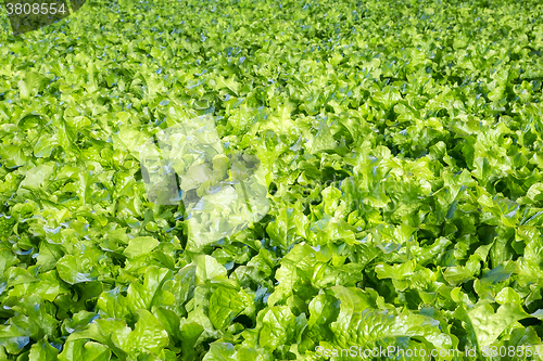 Image of Field of lettuce salad