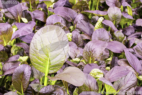 Image of Red romaine lettuce