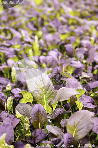 Image of Red romaine salad