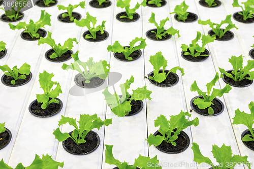 Image of Lettuce plants