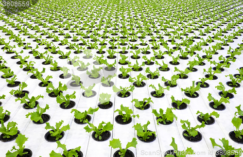 Image of Lettuce plants 