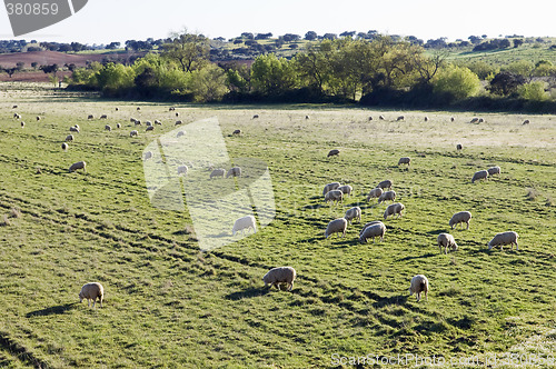 Image of Merino sheep pasturing