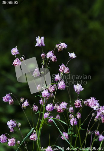 Image of pink columbine