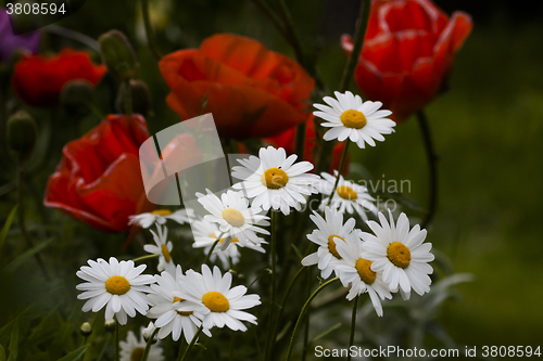 Image of summer flowers