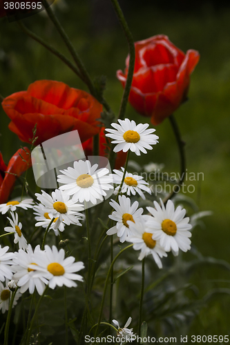 Image of summer flowers