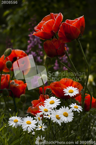 Image of summer flowers