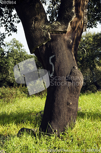 Image of Cork tree forest (Quercus suber)