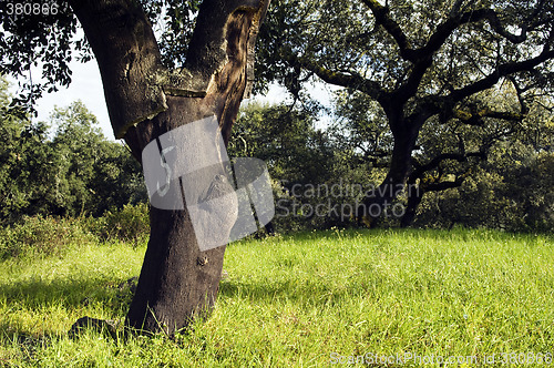 Image of Cork tree forest (Quercus suber)