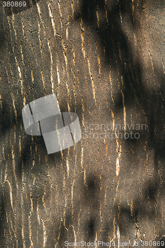 Image of Bark of cork tree detail (Quercus suber)