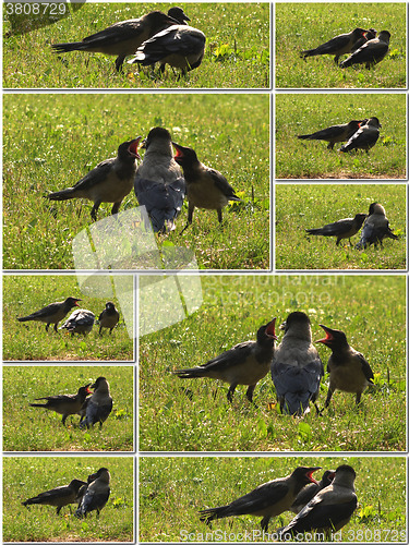 Image of Crow feeds her young with care