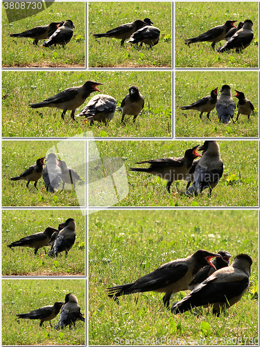 Image of Crow feeds her young with care