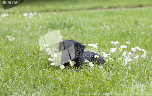 Image of puppy and bellis