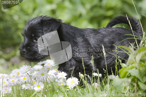 Image of miniature schnauzer puppy