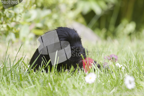 Image of laying in the grass