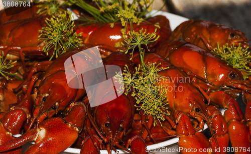 Image of crayfish 