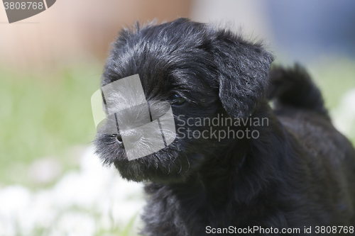 Image of miniature scnauzer puppy