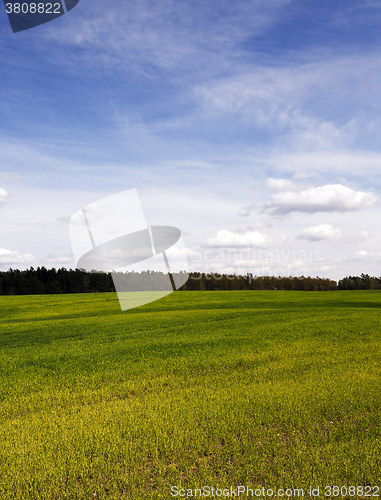 Image of Agriculture. cereals. Spring 