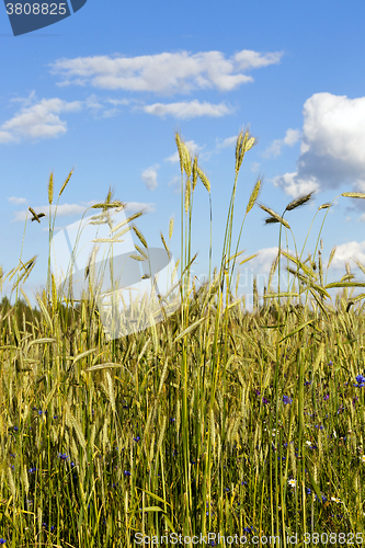 Image of agriculture  , agricultural field  