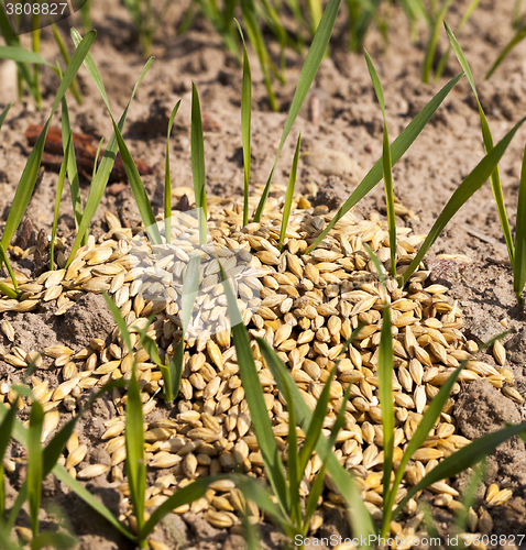 Image of little sprout Cereal 