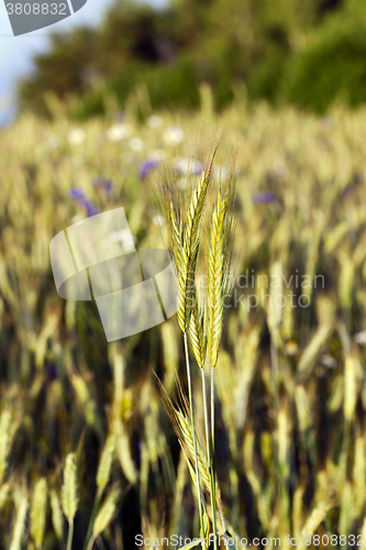 Image of agriculture ,  grass grows