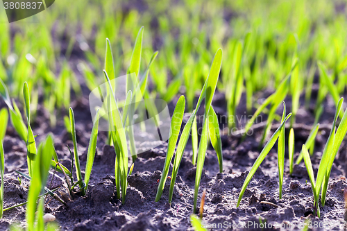 Image of wheat germ , field