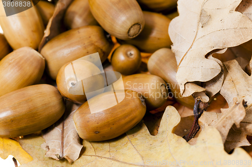 Image of oak acorns,  close-up  