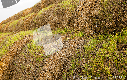 Image of wheat germ , sprout 