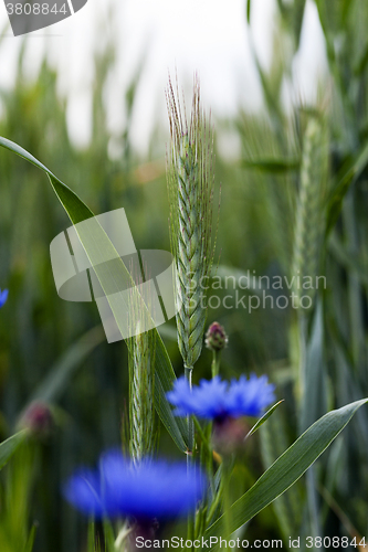 Image of cornflowers on the field  