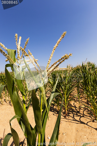 Image of field with green corn  