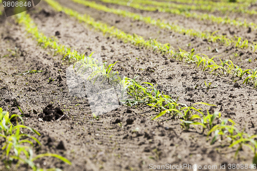 Image of close up of corn   