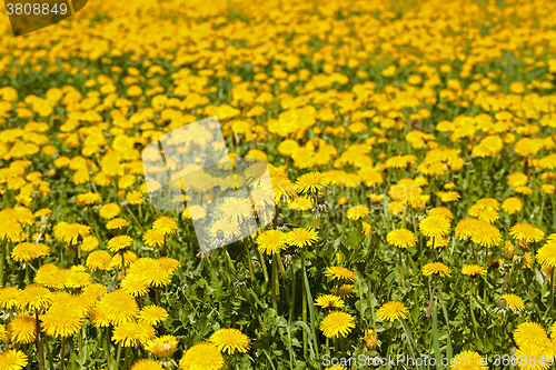 Image of yellow dandelion , spring