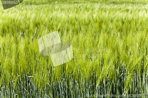 Image of Green barley , germ