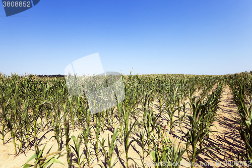 Image of unripe green corn 